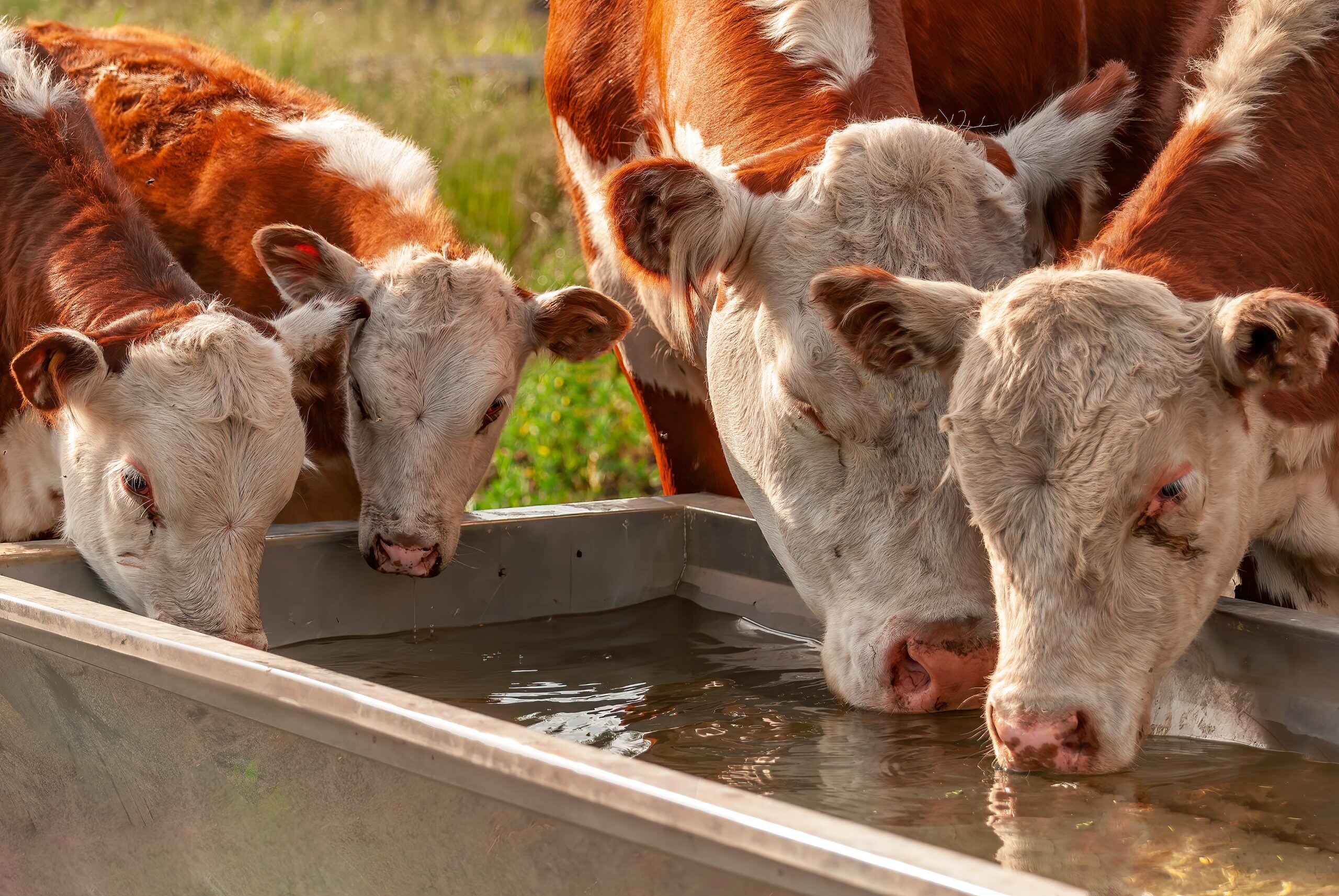 Cleaning Livestock Water Systems (While Animals Present)