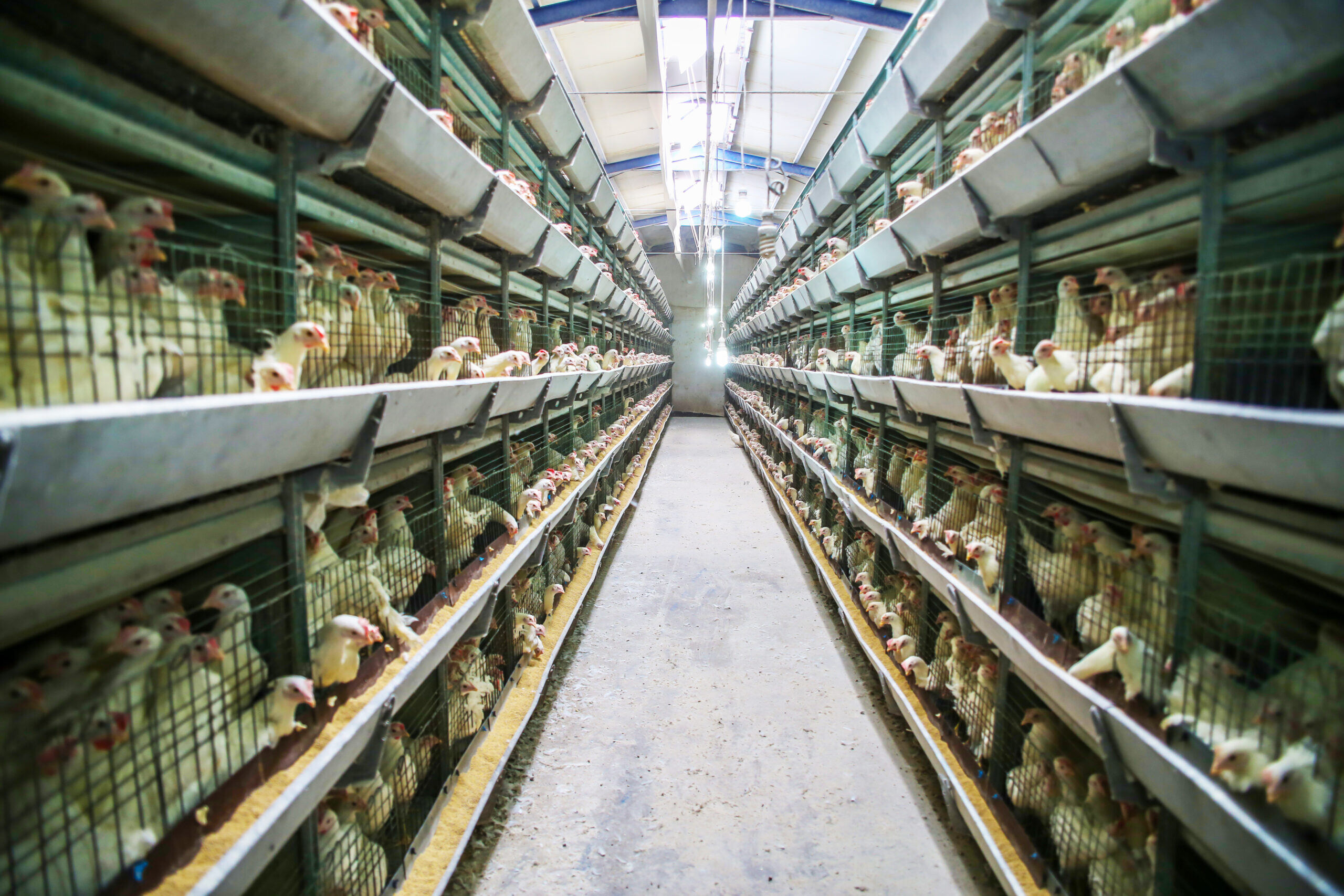 Animal & Poultry Premises Sanitizing