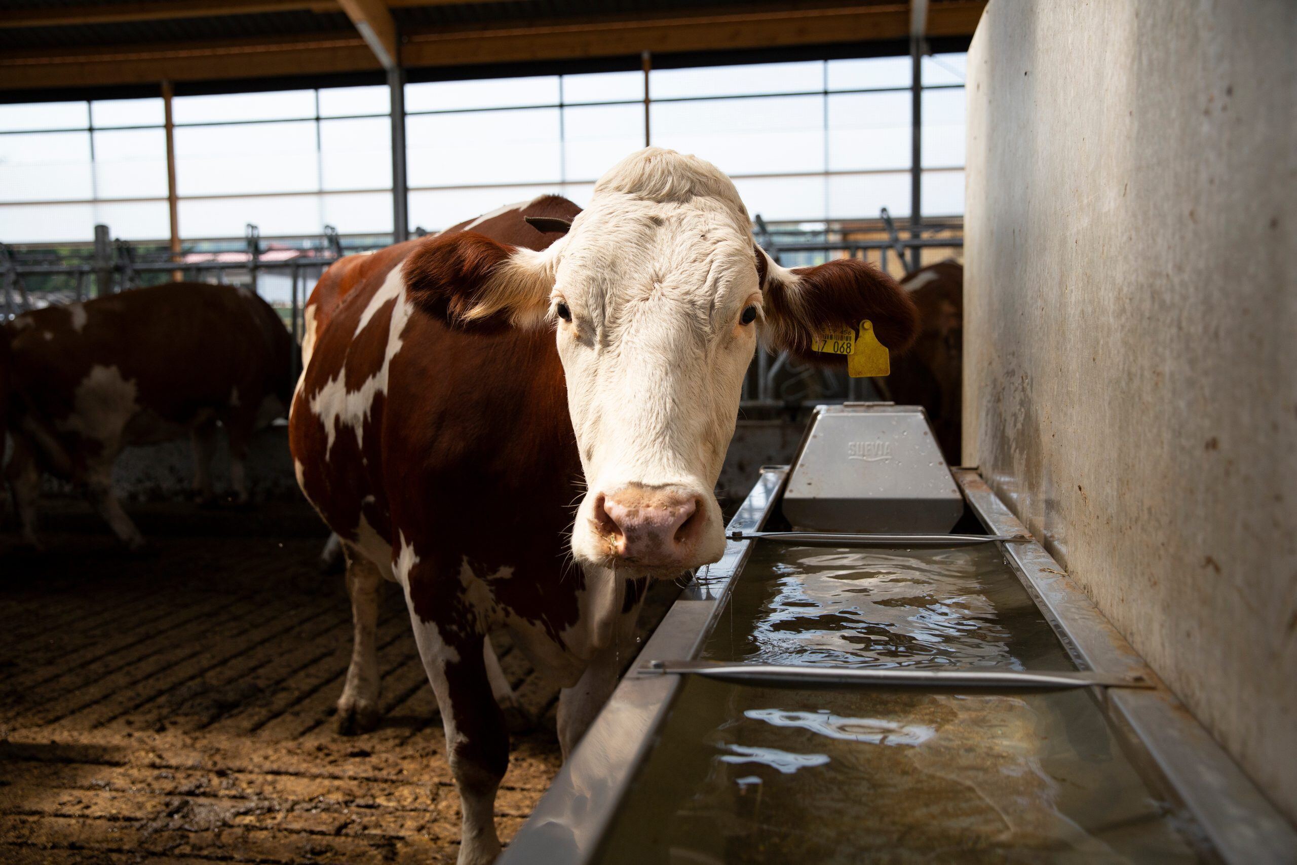Cleaning Livestock Water Systems (Offline)