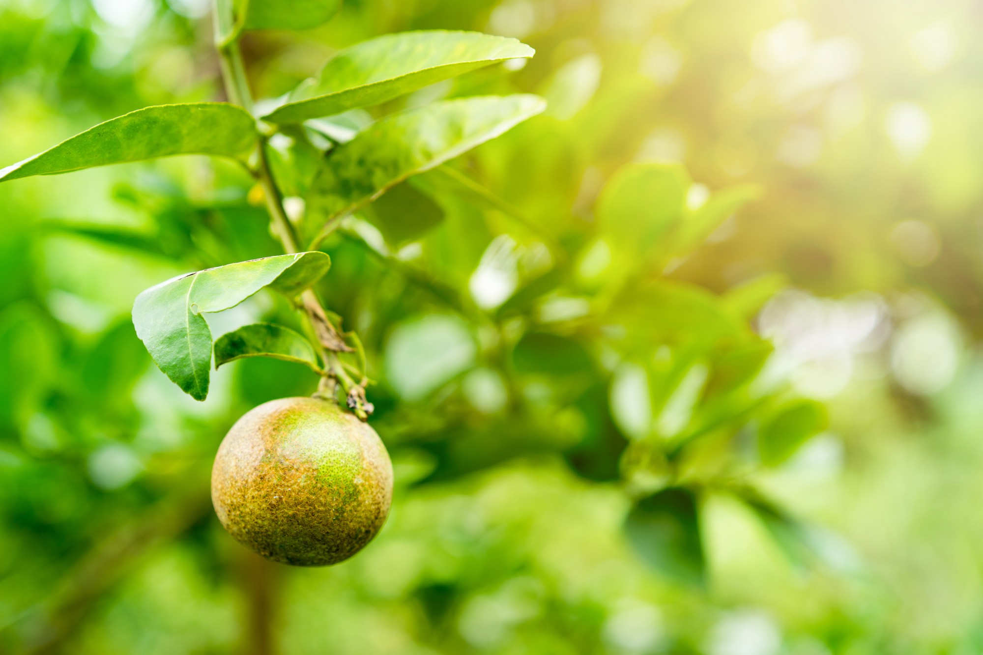 Citrus Canker Spread Control on Surface and Produce