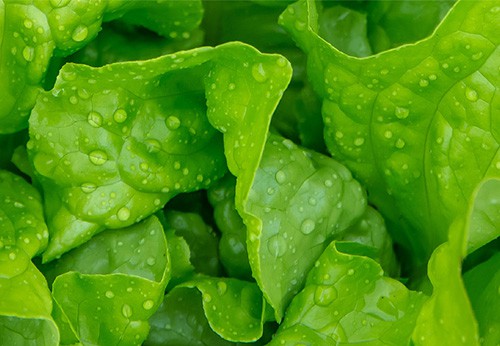 OXYSAN PERACETIC ACID HIGHLY EFFECTIVE AGAINST GRAM-NEGATIVE BACTERIA ON LEAFY GREEN PRODUCE SURFACES